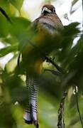 Amazonian Black-throated Trogon