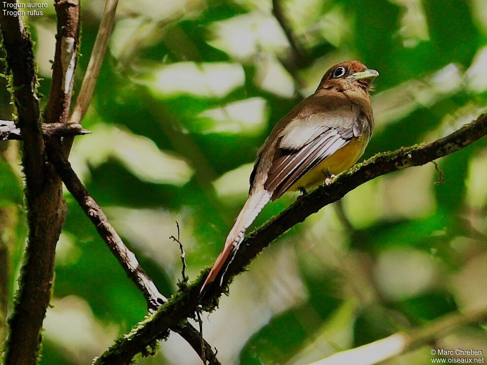 Trogon aurore mâle adulte