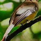 Trogon aurore