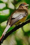 Black-throated Trogon