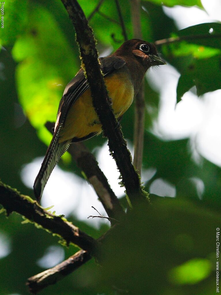 Black-throated Trogonadult