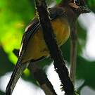 Trogon aurore