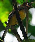 Amazonian Black-throated Trogon