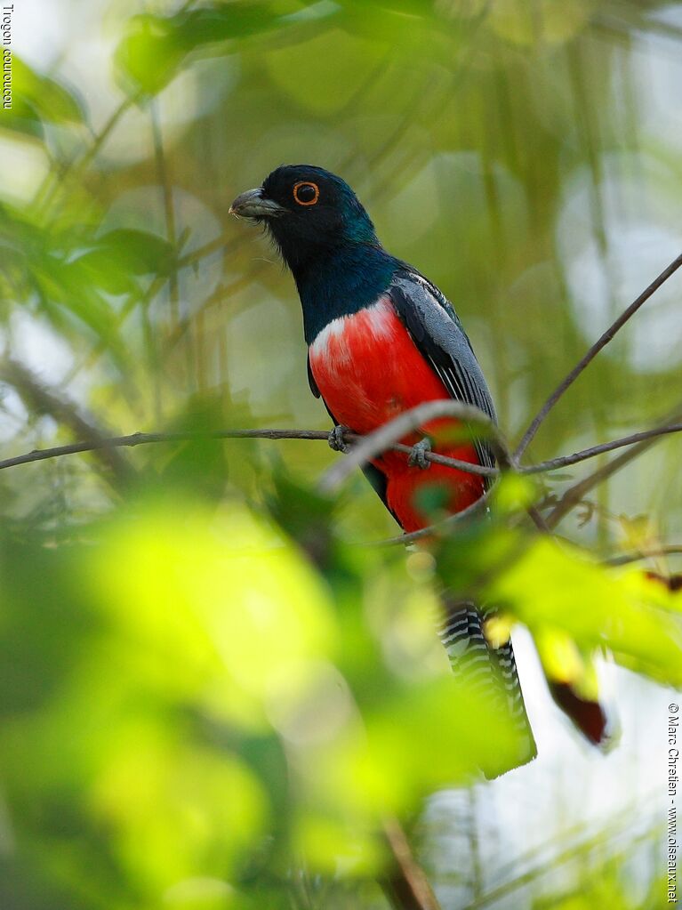 Trogon couroucou mâle adulte