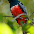 Trogon couroucou