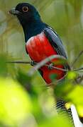 Blue-crowned Trogon