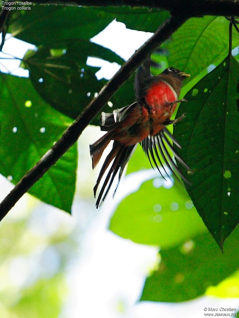 Collared Trogon female adult