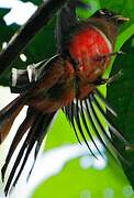 Collared Trogon