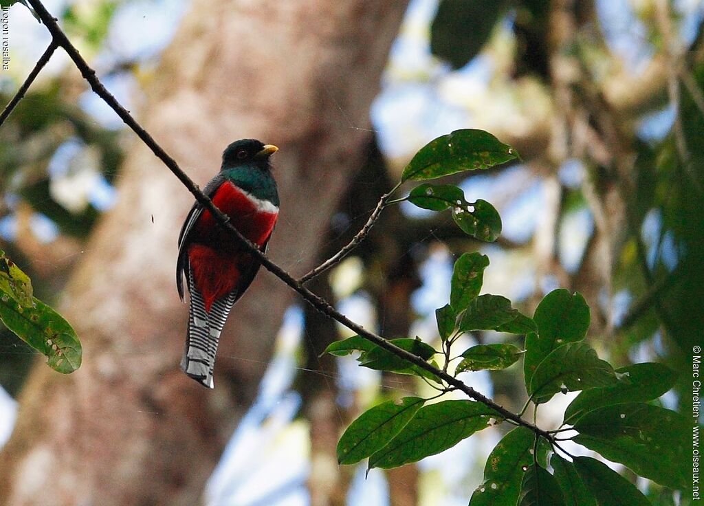 Collared Trogon male adult