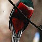 Trogon rosalba