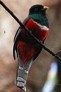 Collared Trogon