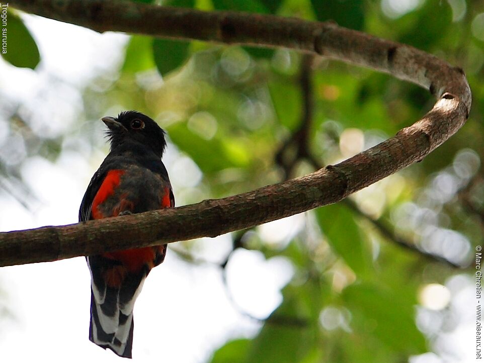 Trogon surucua mâle adulte