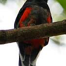Trogon surucua