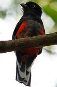 Surucua Trogon