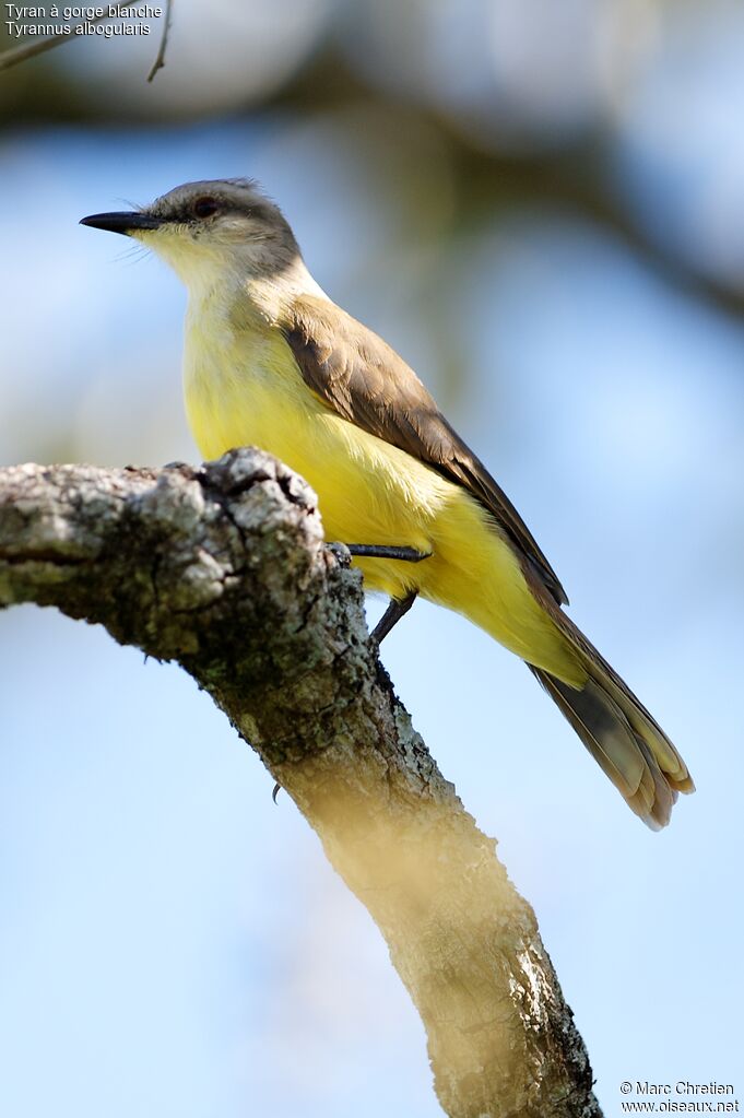 White-throated Kingbird