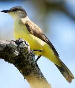 White-throated Kingbird