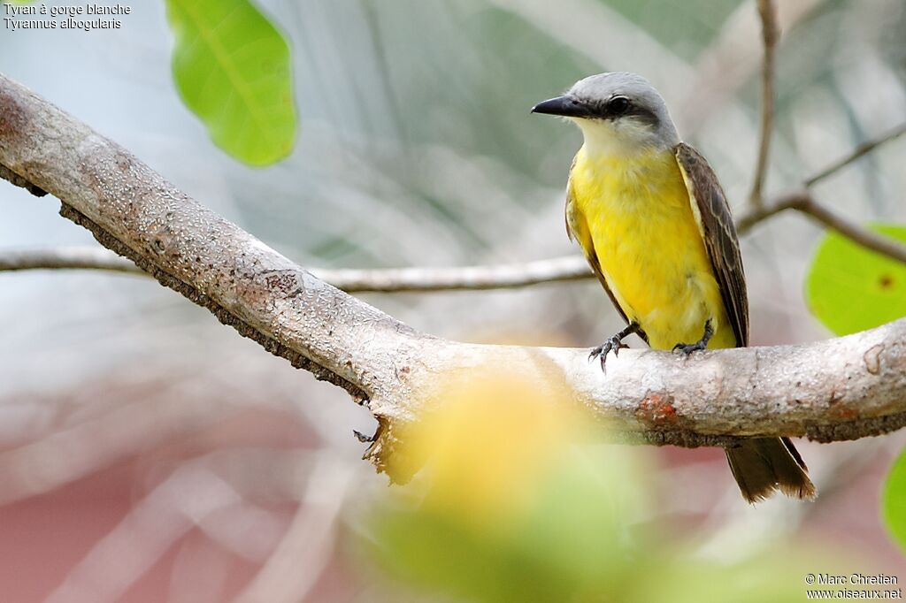 White-throated Kingbird