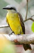 White-throated Kingbird