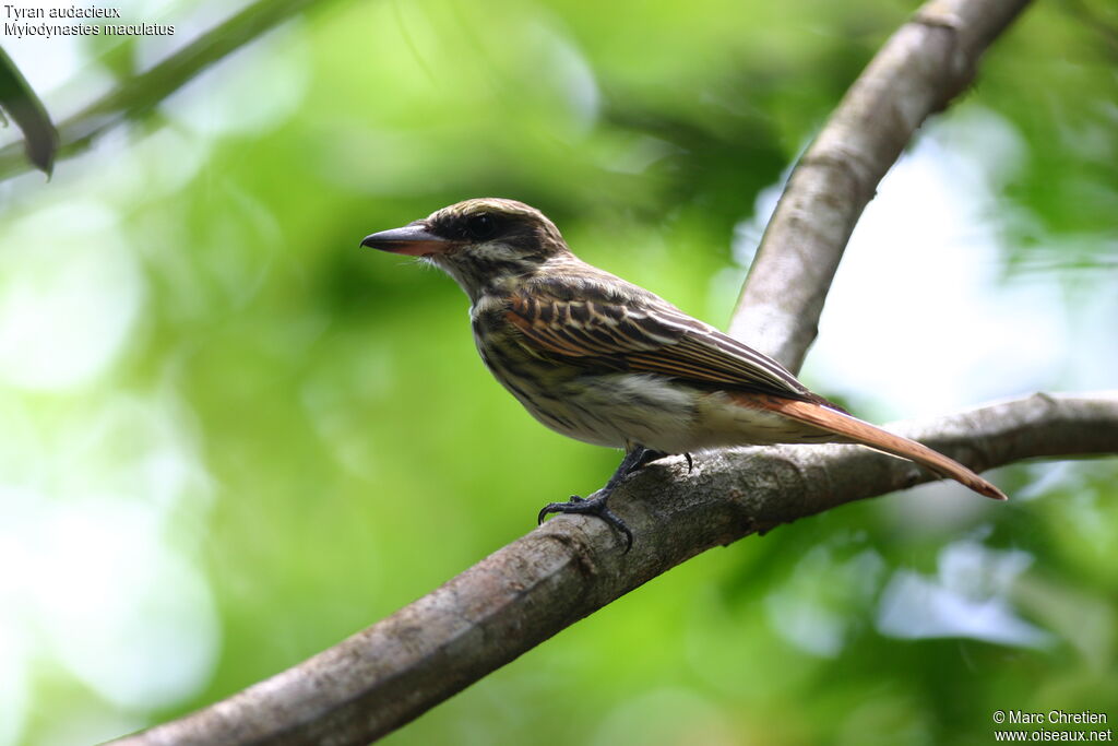 Streaked Flycatcher