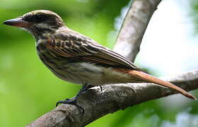 Streaked Flycatcher