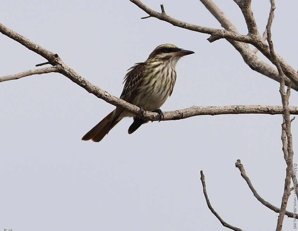 Streaked Flycatcher