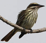 Streaked Flycatcher