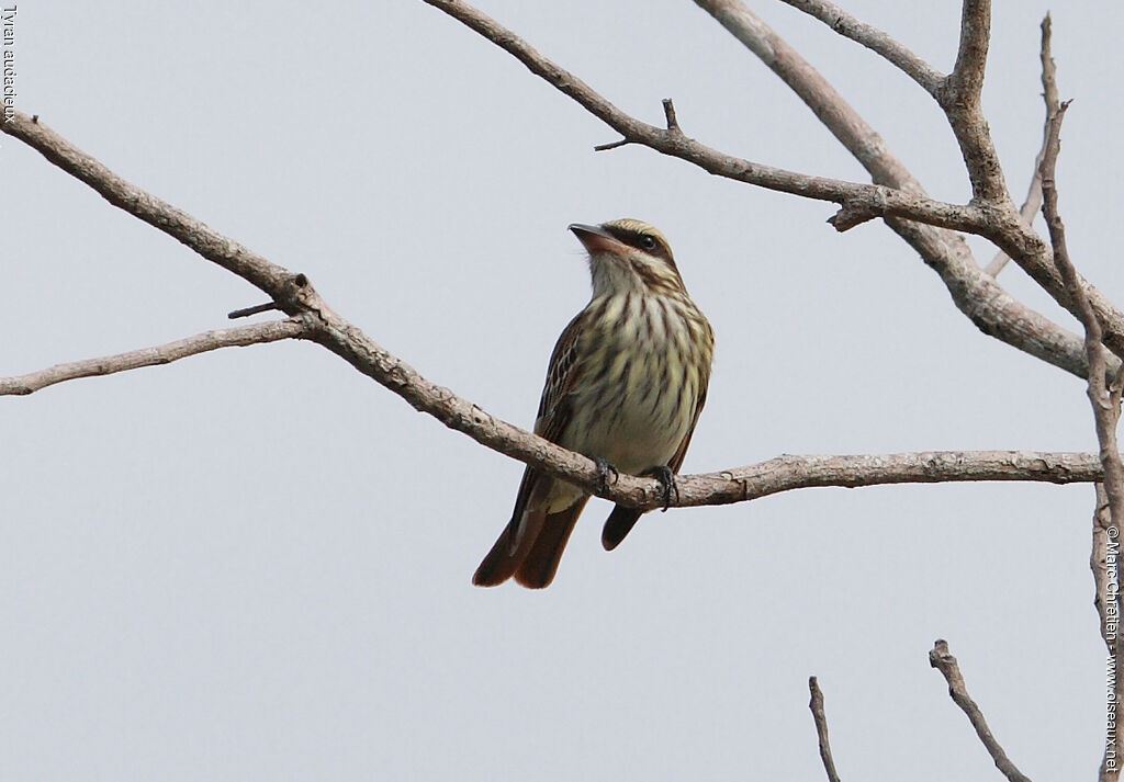 Streaked Flycatcher