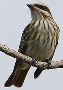 Streaked Flycatcher