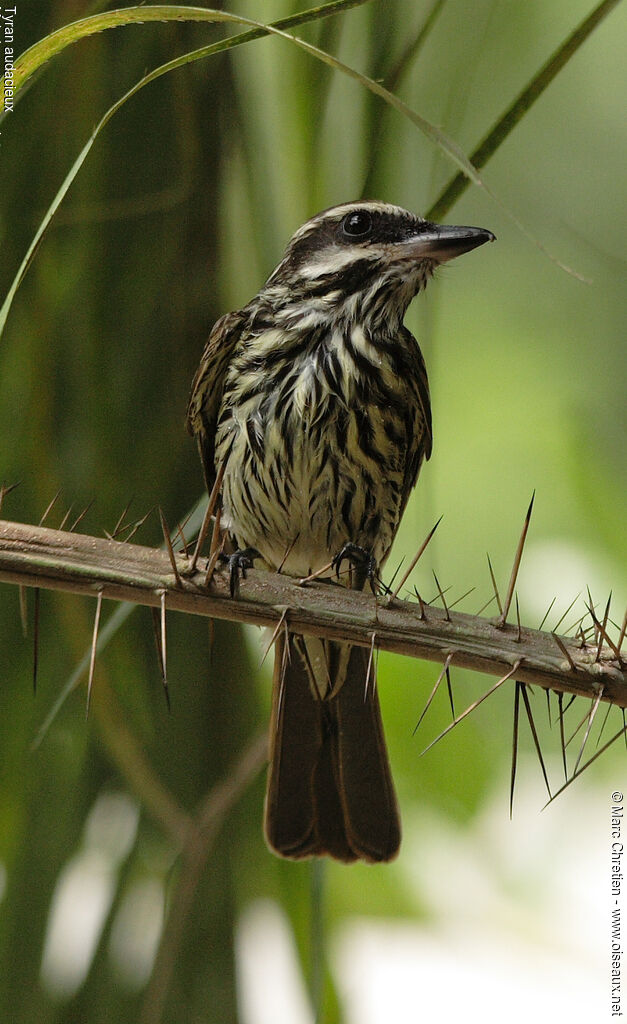 Streaked Flycatcher