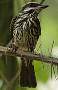 Streaked Flycatcher