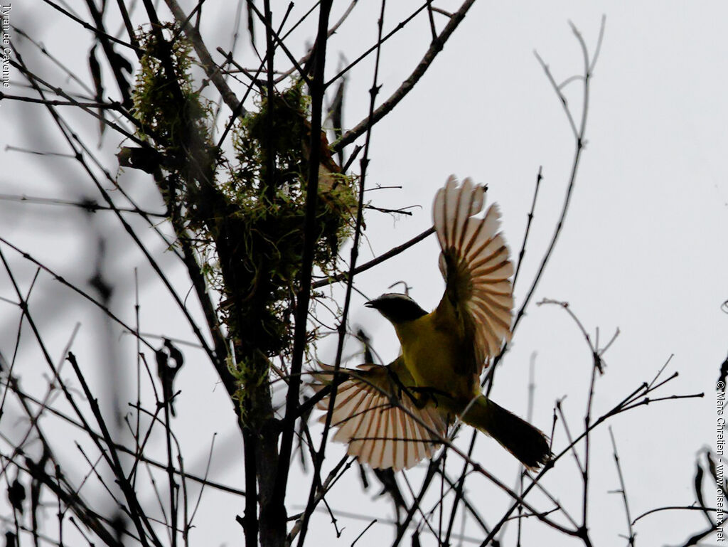 Rusty-margined Flycatcher