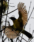 Rusty-margined Flycatcher