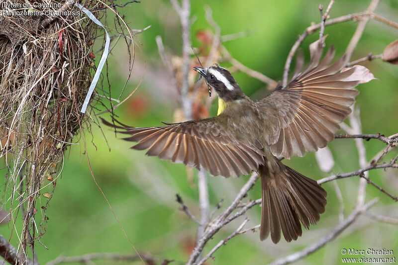 Rusty-margined Flycatcher