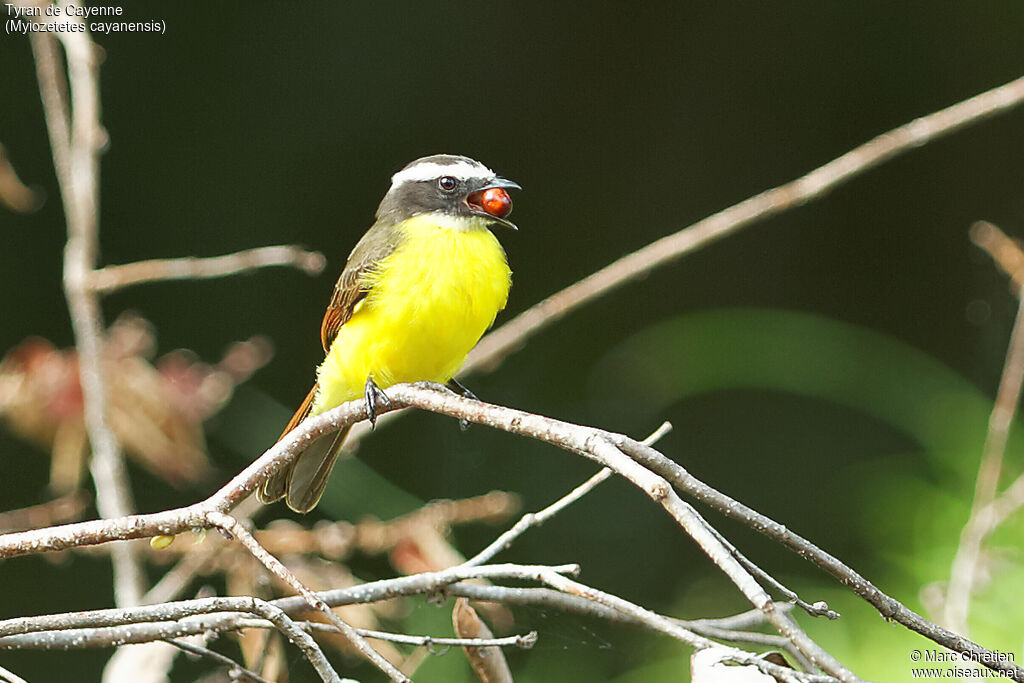 Rusty-margined Flycatcher