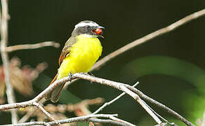 Rusty-margined Flycatcher