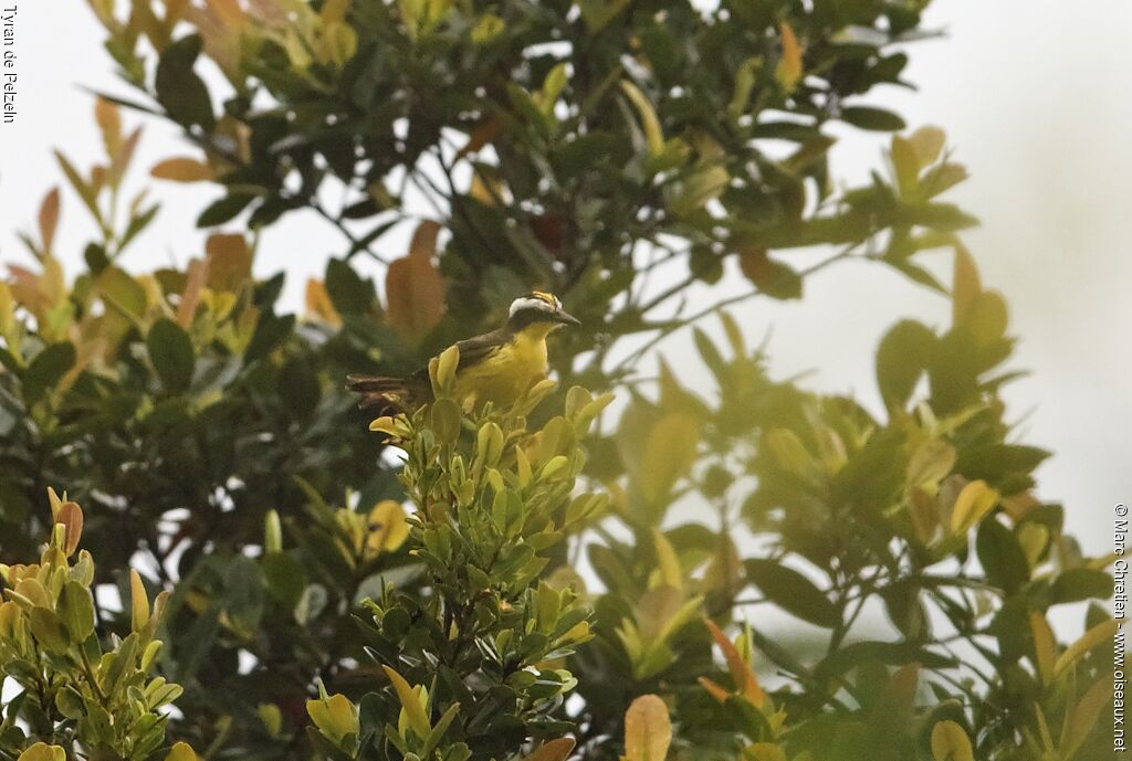 Yellow-throated Flycatcheradult