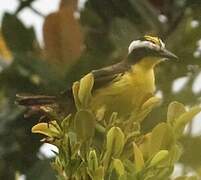 Yellow-throated Flycatcher