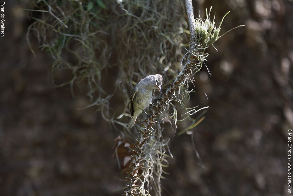 Swainson's Flycatcheradult