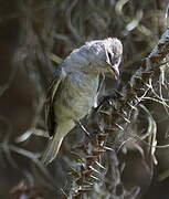 Swainson's Flycatcher