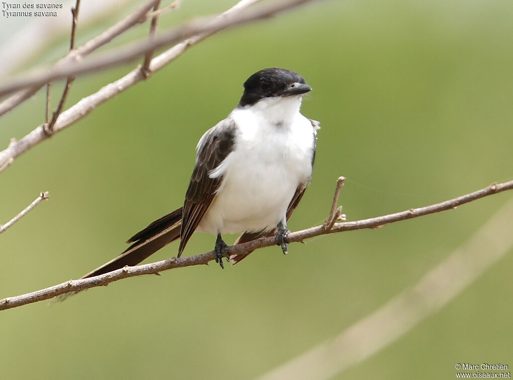 Fork-tailed Flycatcher