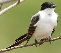 Fork-tailed Flycatcher