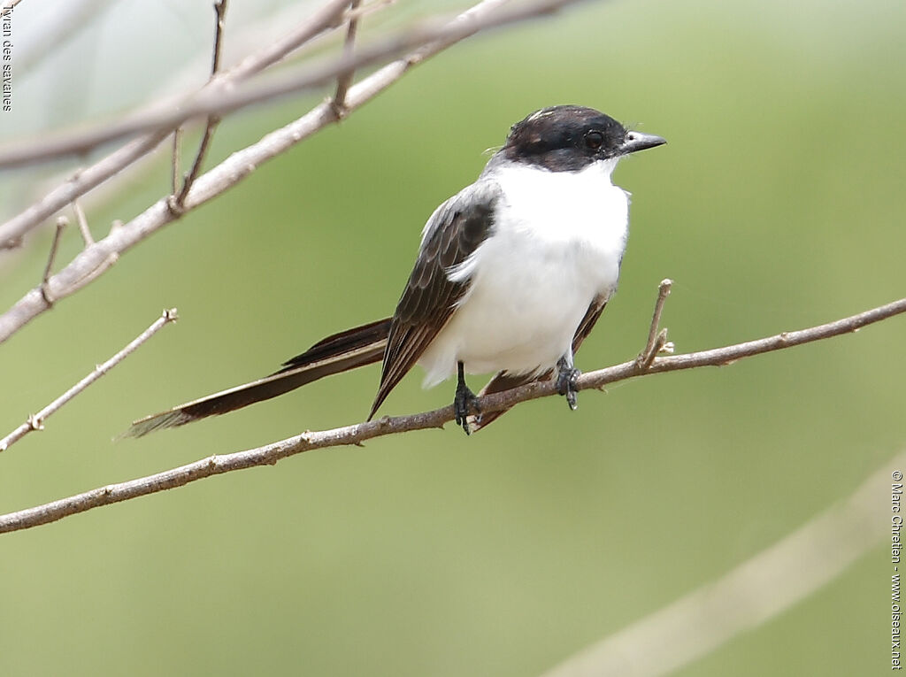 Fork-tailed Flycatcher