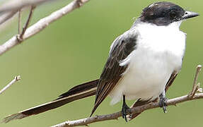 Fork-tailed Flycatcher