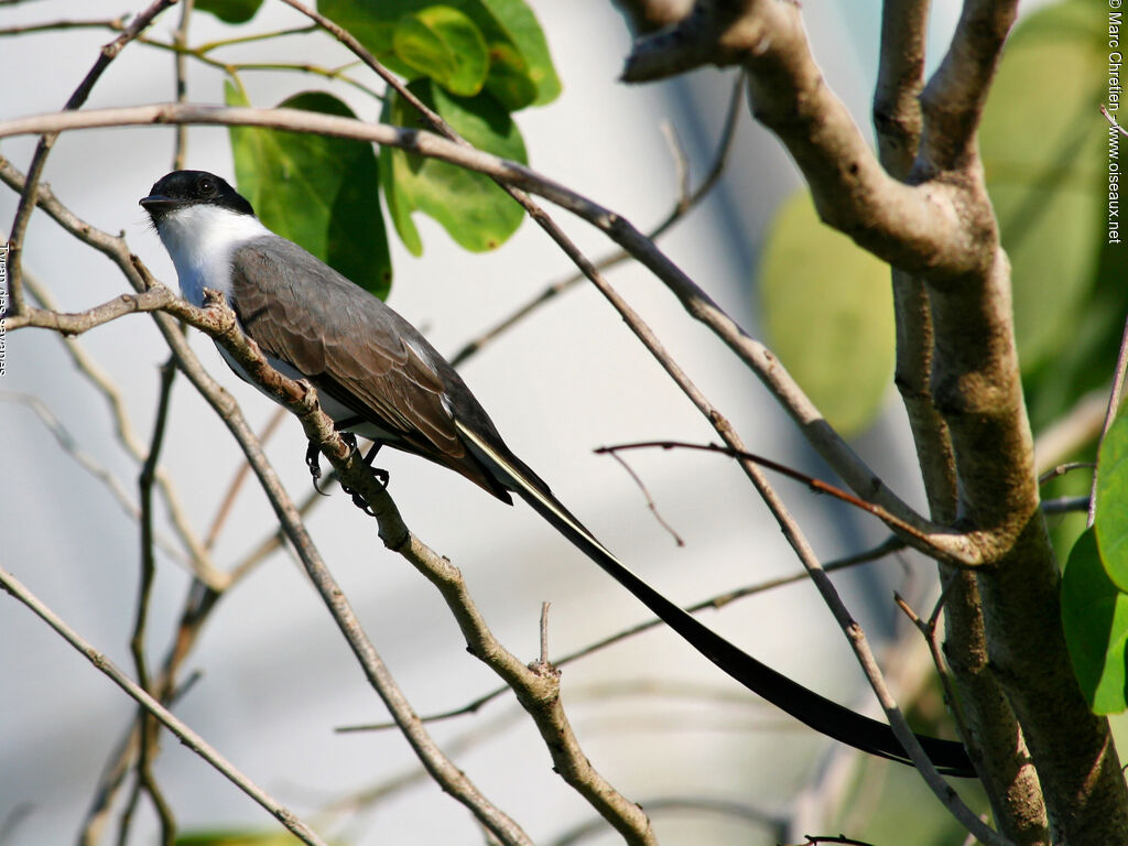 Fork-tailed Flycatcher