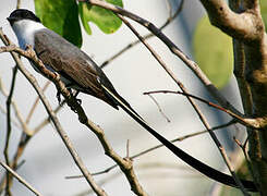 Fork-tailed Flycatcher