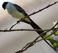 Fork-tailed Flycatcher