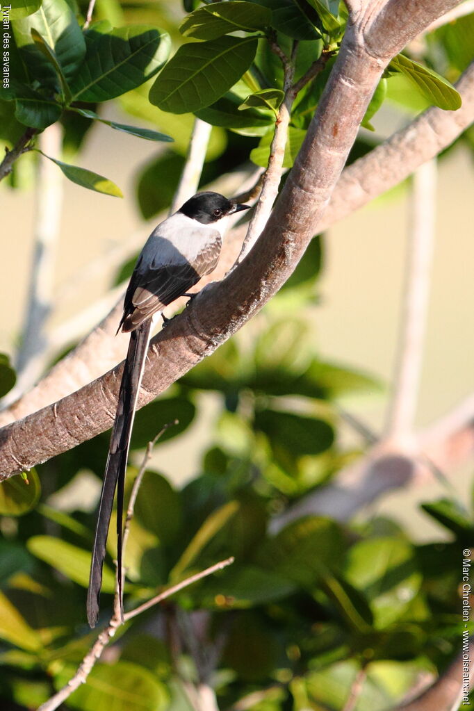 Fork-tailed Flycatcher male adult