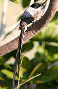 Fork-tailed Flycatcher