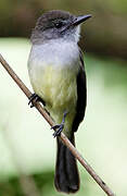 Short-crested Flycatcher