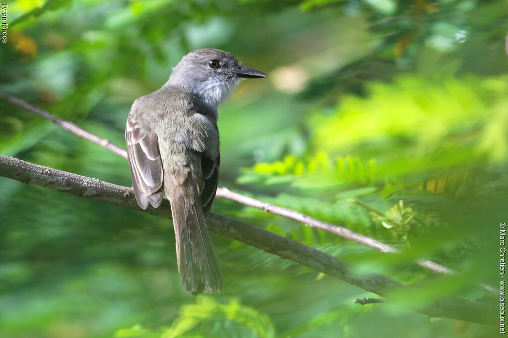 Short-crested Flycatcher